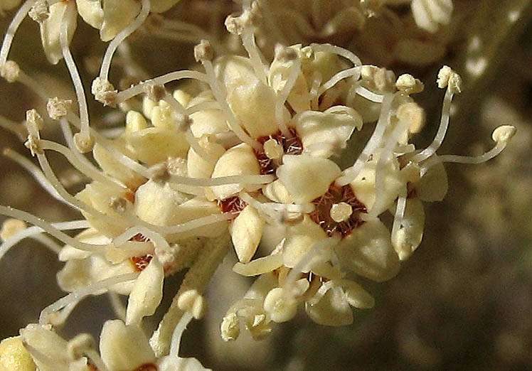 Detailed Picture 1 of Butterfly Bush