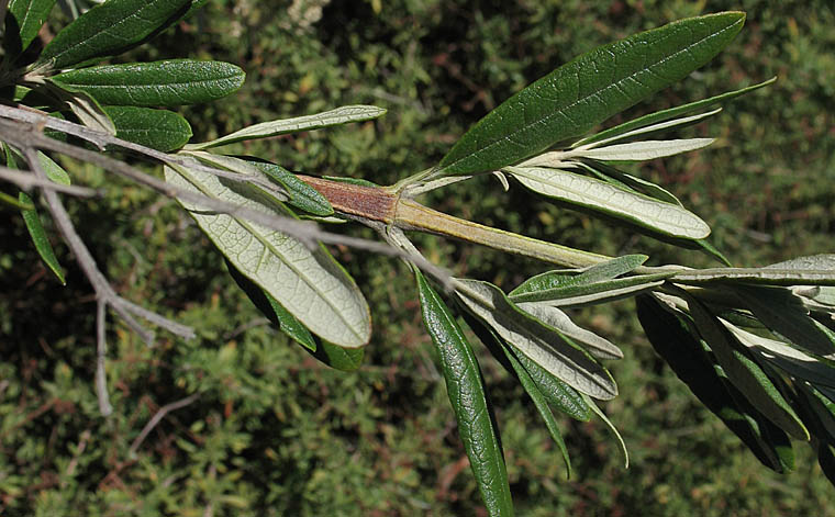 Detailed Picture 4 of Butterfly Bush