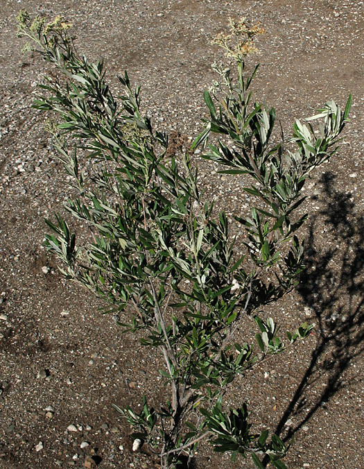 Detailed Picture 5 of Butterfly Bush