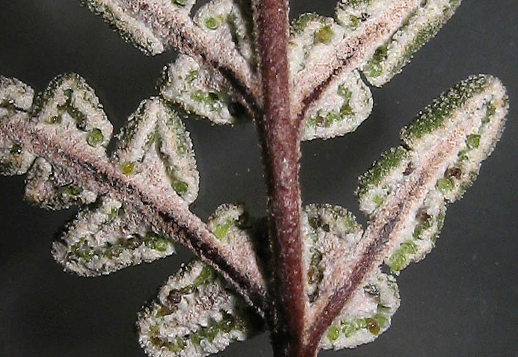 Detailed Picture 5 of California Cloak-fern