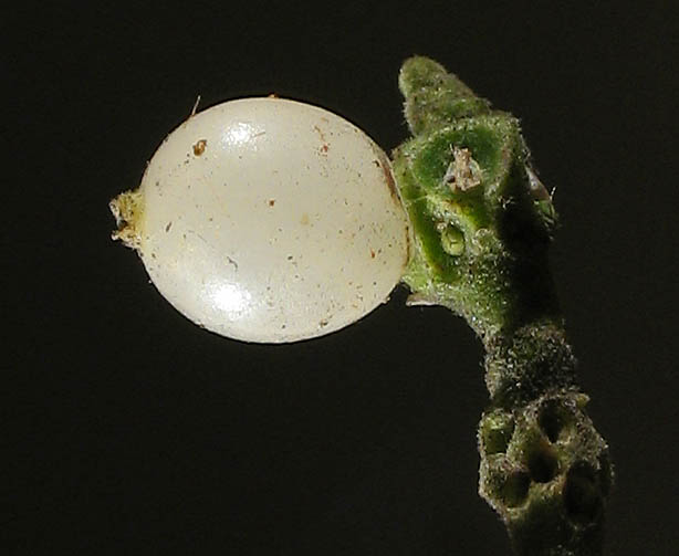 Detailed Picture 8 of Sycamore Mistletoe