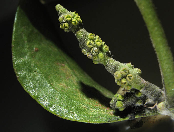 Detailed Picture 3 of Sycamore Mistletoe
