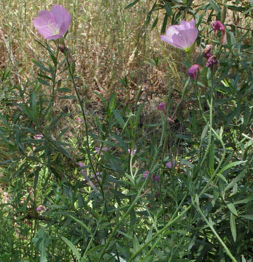 Detailed Picture 3 of Mexican Evening Primrose