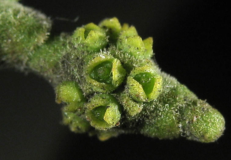Detailed Picture 1 of Sycamore Mistletoe
