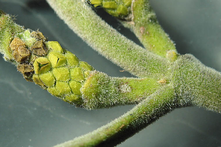 Detailed Picture 6 of Sycamore Mistletoe