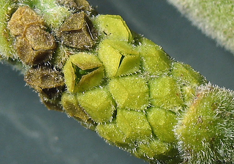 Detailed Picture 7 of Sycamore Mistletoe