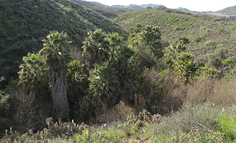 Detailed Picture 6 of Mexican Fan Palm
