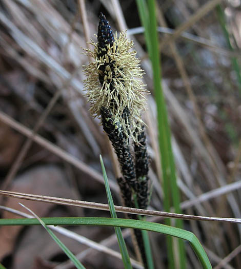 Detailed Picture 1 of Swamp Carex