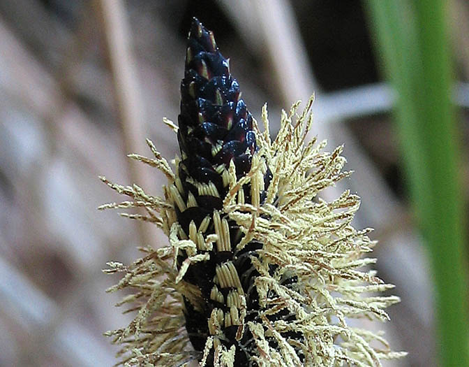 Detailed Picture 2 of Swamp Carex