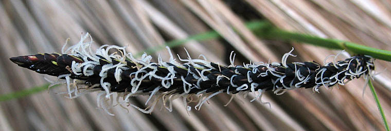 Detailed Picture 3 of Swamp Carex