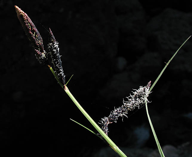 Detailed Picture 5 of Swamp Carex