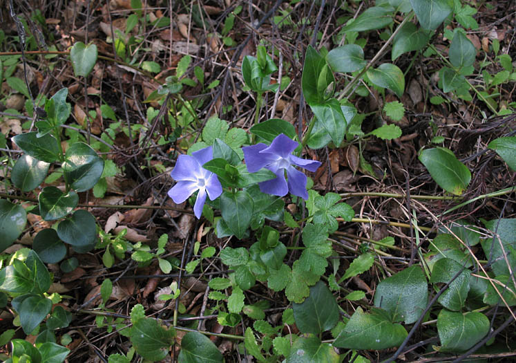 Detailed Picture 4 of Periwinkle