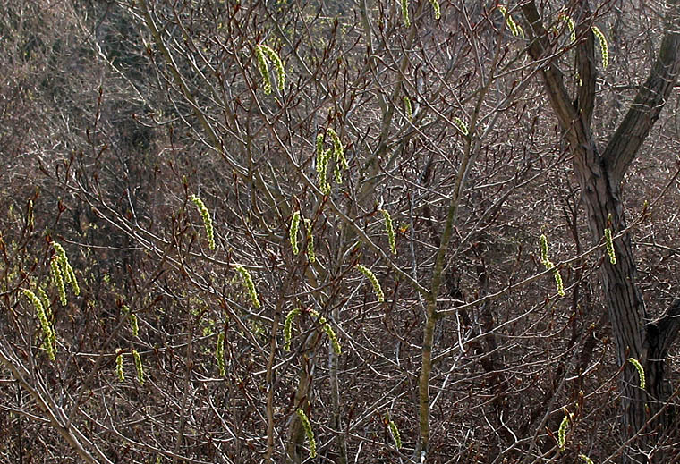 Detailed Picture 5 of Black Cottonwood
