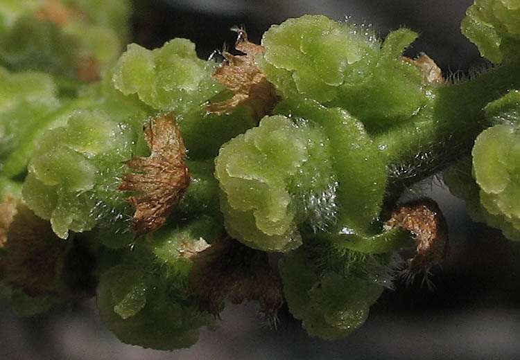 Detailed Picture 2 of Black Cottonwood