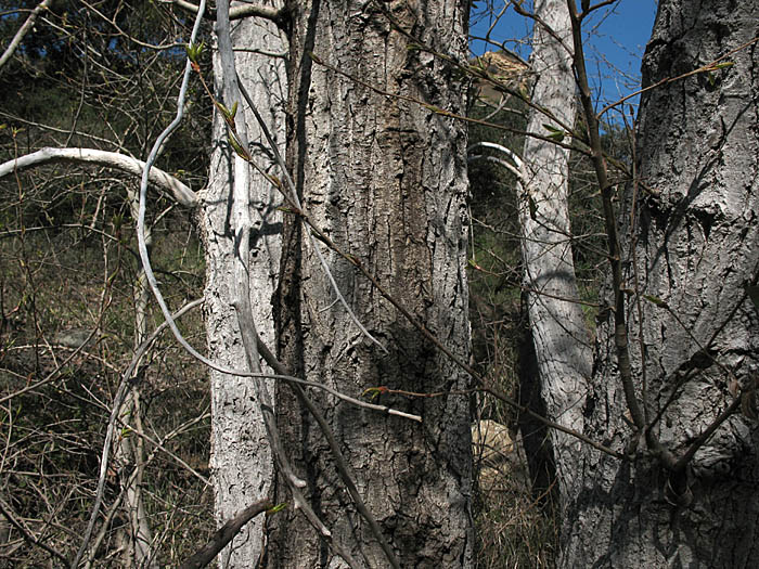 Detailed Picture 7 of Black Cottonwood