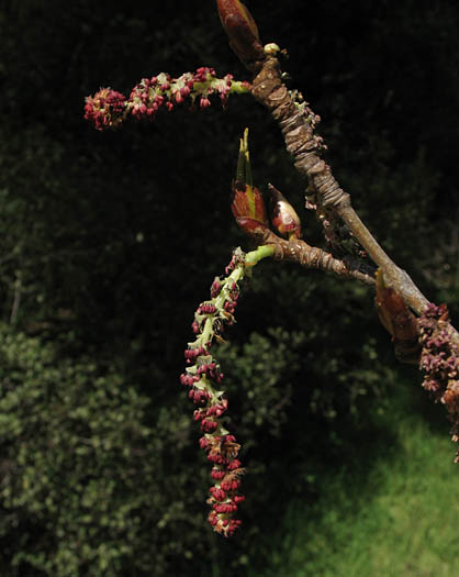 Detailed Picture 3 of Black Cottonwood