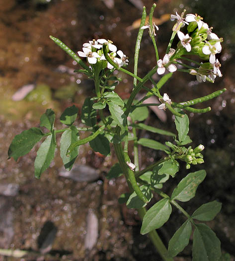 Detailed Picture 2 of Water Cress