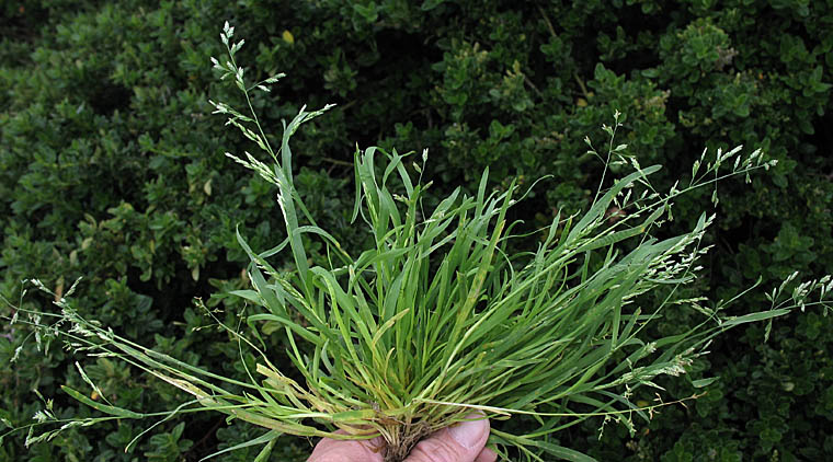 Detailed Picture 5 of Annual Bluegrass
