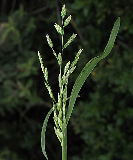 Detailed Picture 1 of Annual Bluegrass