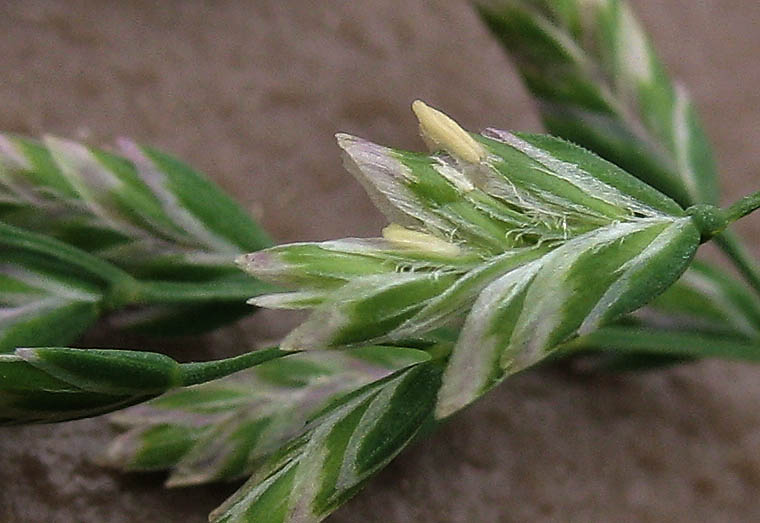 Detailed Picture 2 of Annual Bluegrass