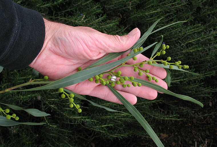 Detailed Picture 5 of Golden Wreath Wattle