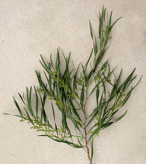 Detailed Picture 6 of Golden Wreath Wattle