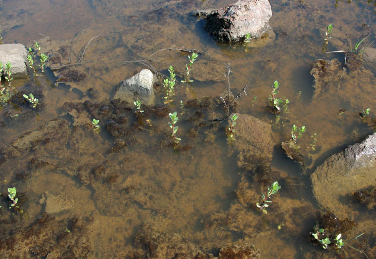 Detailed Picture 7 of Hairy Purslane Speedwell