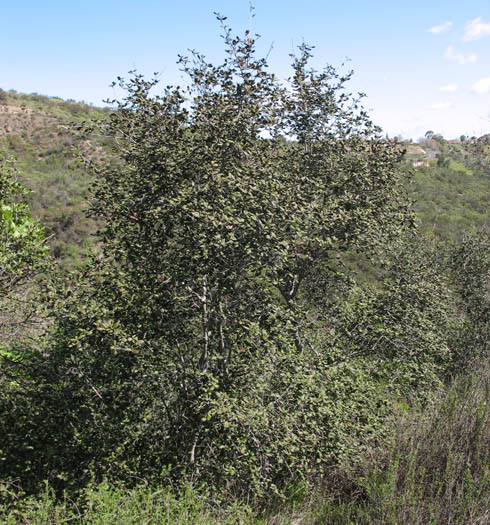 Detailed Picture 6 of Mountain Mahogany