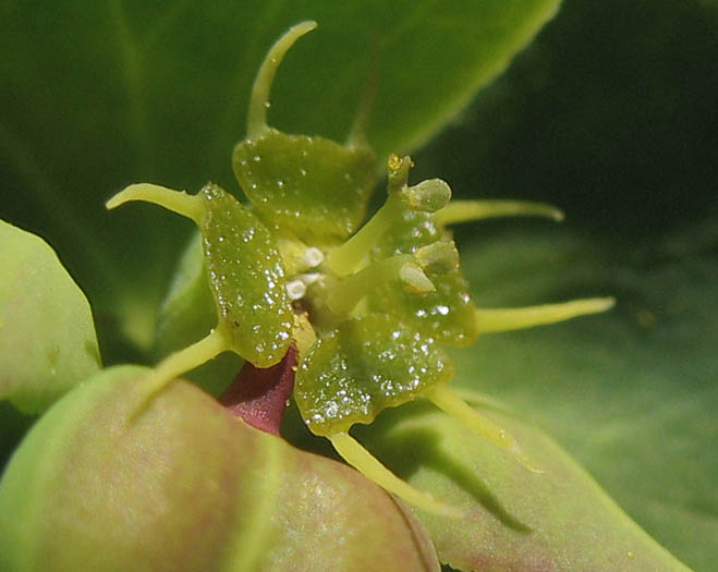 Detailed Picture 1 of Terracina Spurge