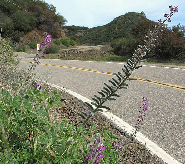 Detailed Picture 5 of Stinging Lupine