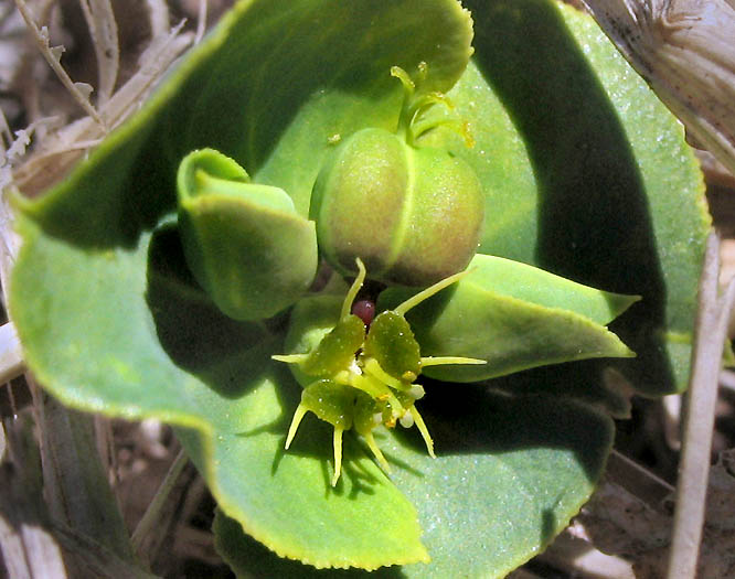 Detailed Picture 2 of Terracina Spurge