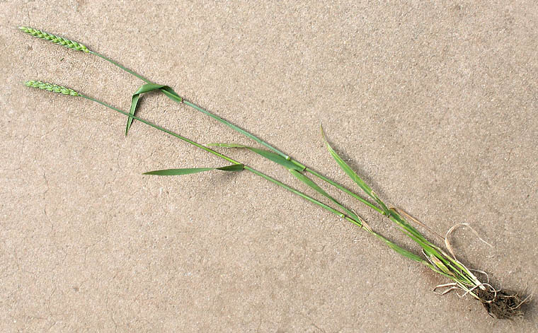 Detailed Picture 4 of Bearded Bread Wheat
