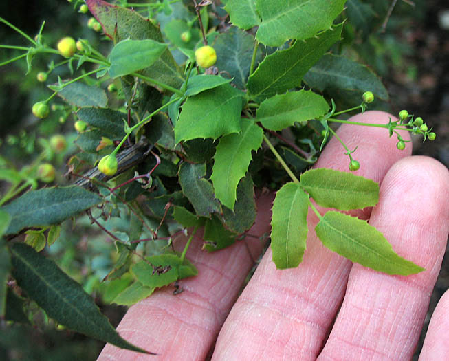 Detailed Picture 4 of Nevin's Barberry