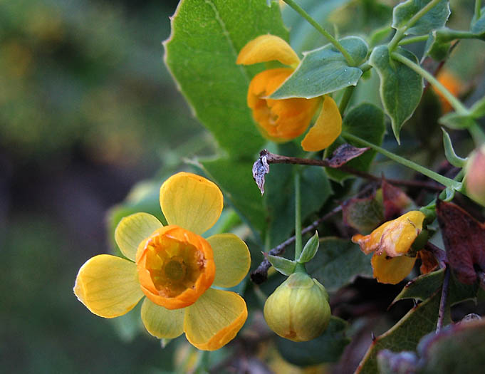 Detailed Picture 2 of Nevin's Barberry