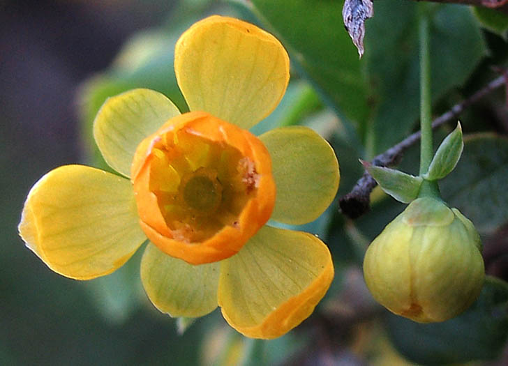 Detailed Picture 1 of Nevin's Barberry