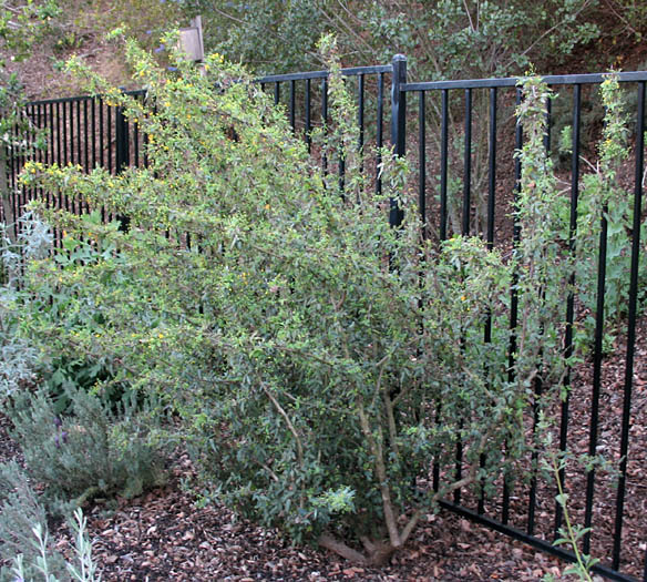 Detailed Picture 5 of Nevin's Barberry