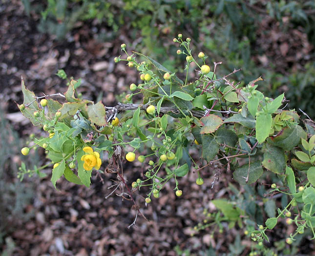 Detailed Picture 3 of Nevin's Barberry