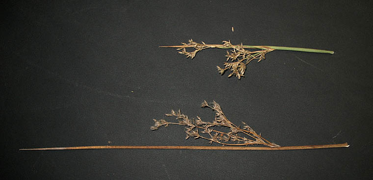 Detailed Picture 7 of Basket Rush