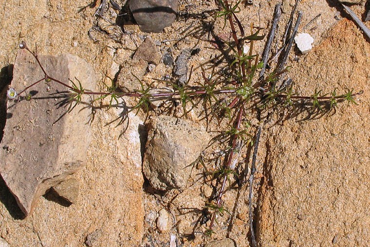 Detailed Picture 4 of Corn Spurry
