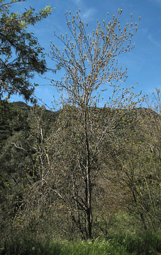 Detailed Picture 9 of Arizona Ash