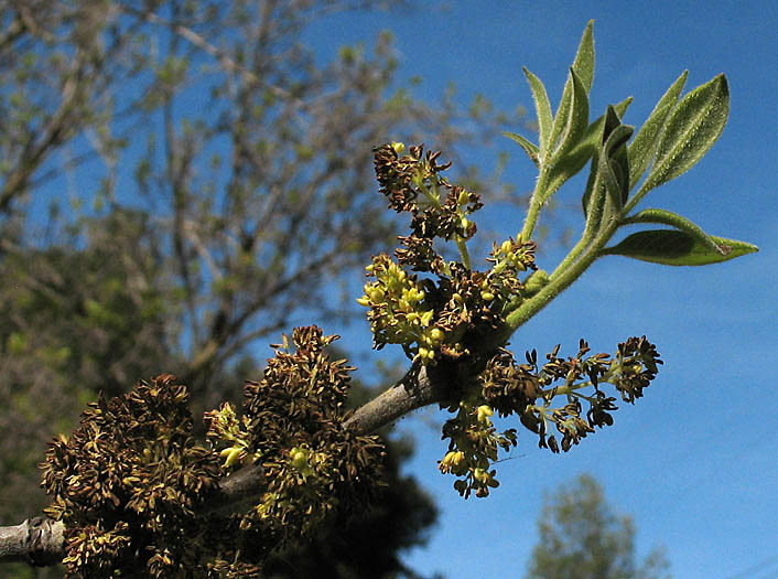 Detailed Picture 2 of Arizona Ash