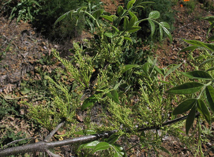 Detailed Picture 4 of Arizona Ash