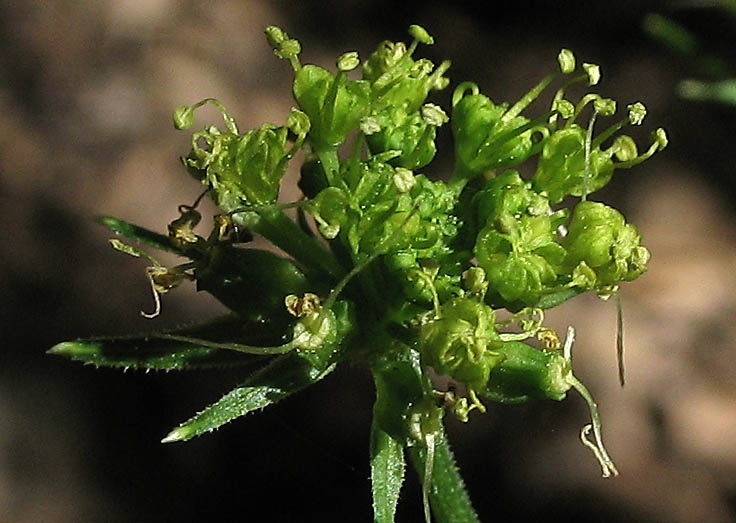 Detailed Picture 2 of Hartweg's Tauschia