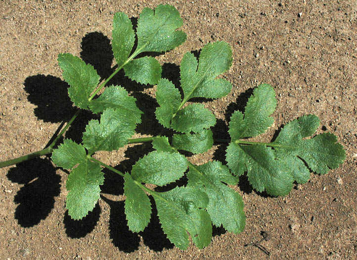 Detailed Picture 6 of Hartweg's Tauschia
