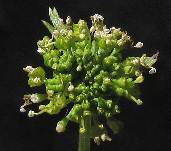 Detailed Picture 1 of Hartweg's Tauschia