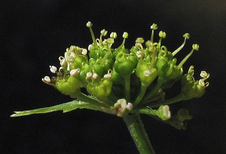 Detailed Picture 3 of Hartweg's Tauschia