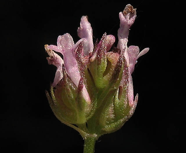 Detailed Picture 2 of Long-spurred Plectritic