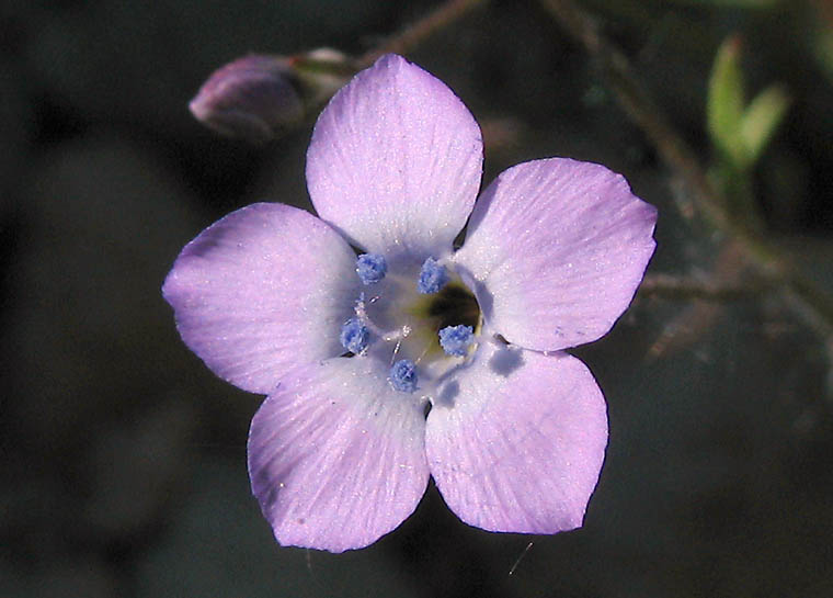 Detailed Picture 1 of Bridges' Pincushionplant
