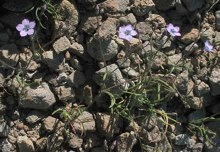 Detailed Picture 15 of Bridges' Pincushionplant