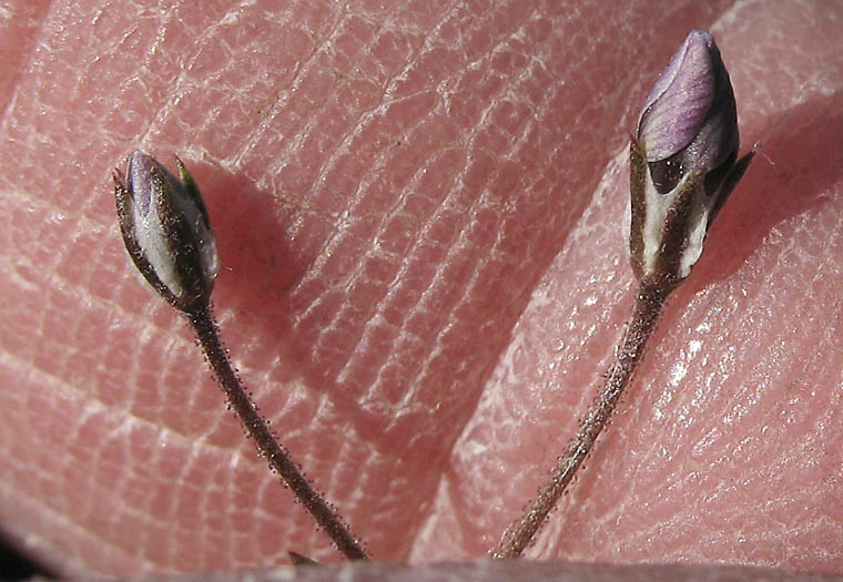 Detailed Picture 11 of Bridges' Pincushionplant